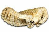 Fossil Woolly Mammoth Lower M Molar - North Sea Deposits #370389-3